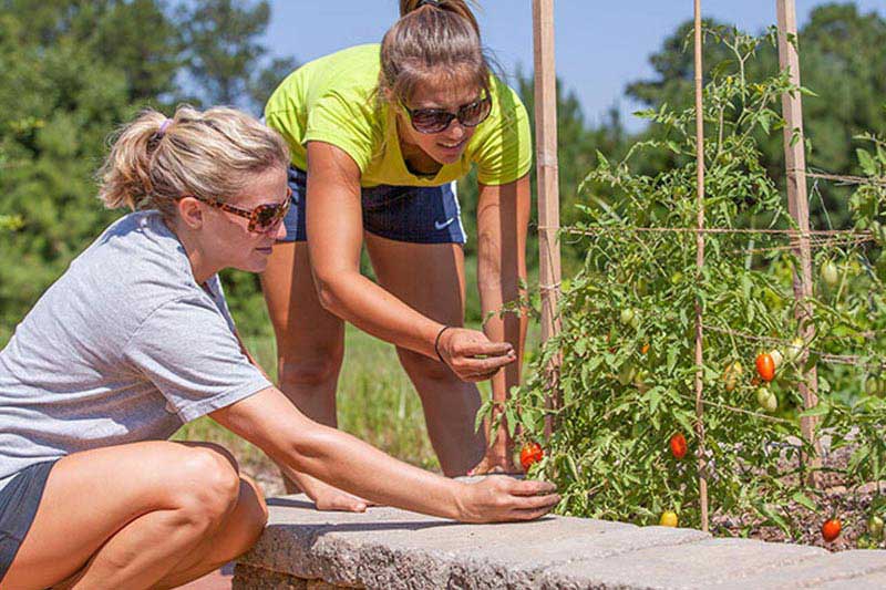 Two students of the master’s in nutrition program work in the campus organic garden to harvest tomatoes.