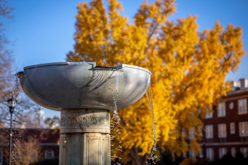 Heck Fountain with yellow ginkgo tree in the Fall.