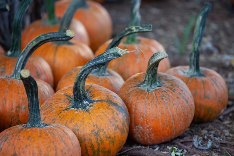 Pumpkins to be painted at Fall Fest.